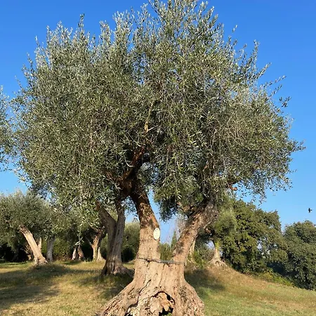 ベッド・アンド・ブレックファスト Monacelli