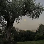 Bed & Breakfast Monacelli Fano