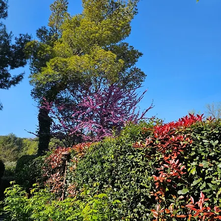 לינה וארוחת בוקר Monacelli