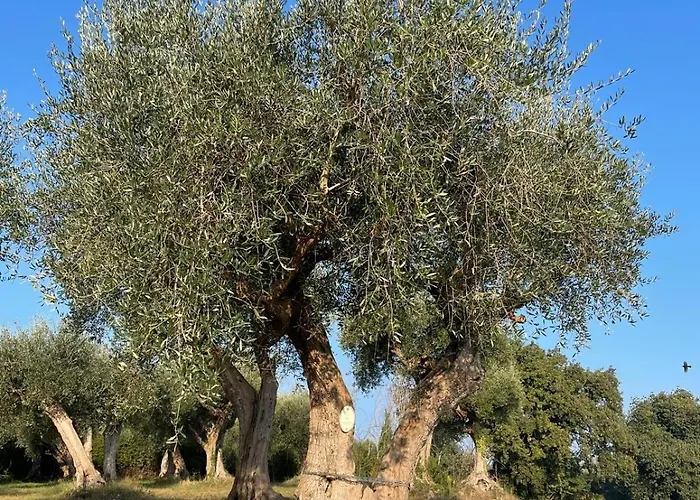 לינה וארוחת בוקר Monacelli