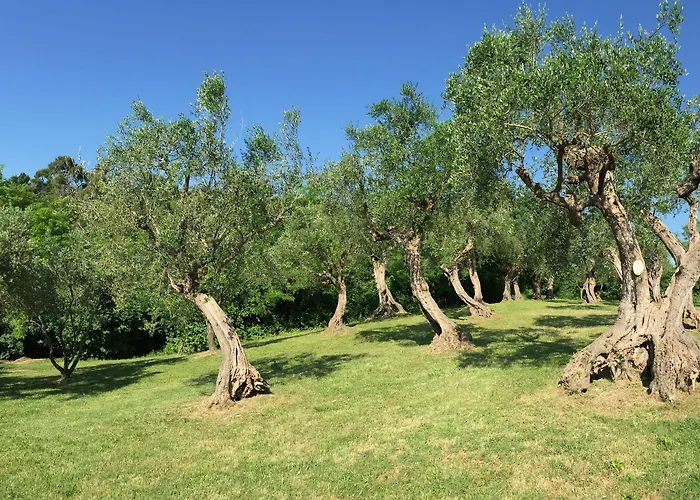 Monacelli לינה וארוחת בוקר *